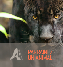 Parc Zoologique De Paris - Parc animalier et zoologique - Paris
