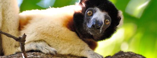 Biozone Madagascar - Parc animalier et zoologique - Paris
